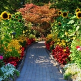 Kako posaditi suncokret iz sjemena na selu